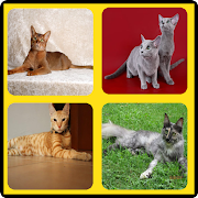 Razas de Gatos Quiz 2021