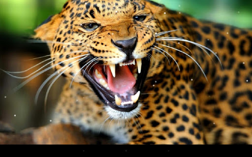 Leopard Live Wallpaper