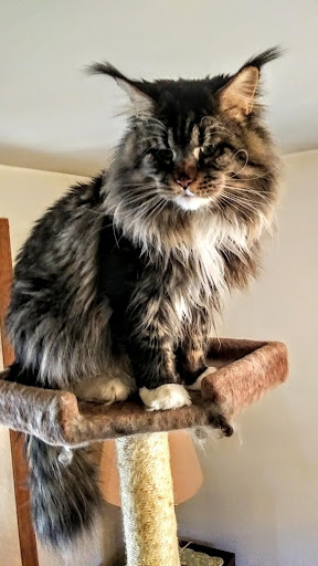 Maine Coon Wallpapers Screen 2