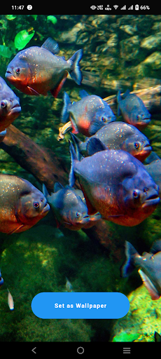 Android application Piranha Wallpaper screenshort