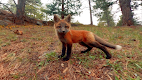 screenshot of Virtual Reality Animals!