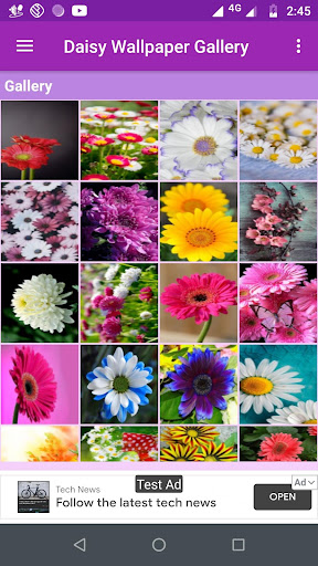 Daisy Wallpaper Gallery Screen 2