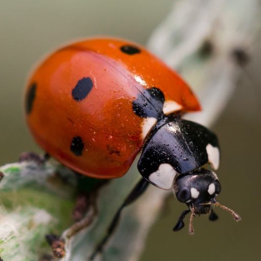 Ladybug Wallpaper logo