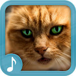 Cover Image of Herunterladen Meowing Cat Sounds Ringtones 2019 66.0 APK