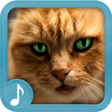 Meowing Cat Sounds Ringtones 2019 icon