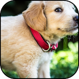 Puppy wallpapers icon