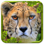 Wild Cheetah Simulator 3D