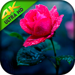 Cover Image of Download Flower Wallpapers HD - Roses Wallpaper HD 1.4.2 APK