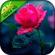 Flower Wallpapers Roses, Tulips, Sunflowers HD Download on Windows