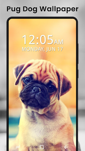 Puppy Dog and Cat Wallpapers 4K