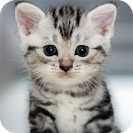 Cover Image of Download Cute Animals Wallpaper  APK