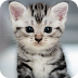 35+ Cute Animals Photos Wallpaper Gif