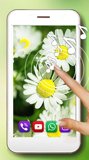 Camomiles Wild Wallpaper