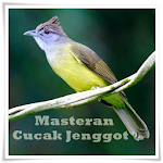 Cover Image of ดาวน์โหลด Masteran Cucak Jenggot 1.0 APK