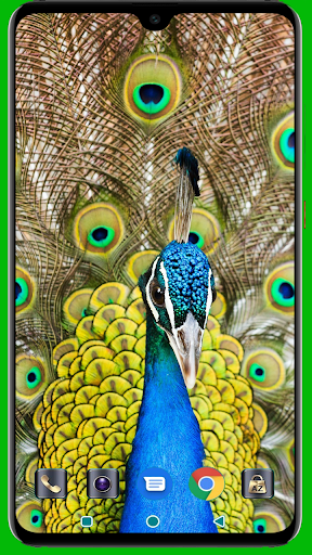 Peacock HD Wallpaper