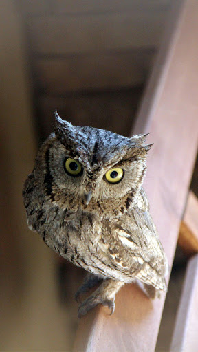 Android application baby owl wallpaper screenshort