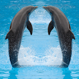 Dolphin Jigsaw Puzzles Game icon