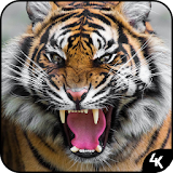 Tiger Wallpaper (4k) icon