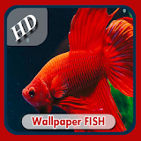 Top Wallpaper HD FISH icon
