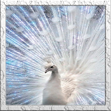 White Peacock Live Wallpaper icon