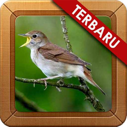 Sikatan Londo Mania Masteran