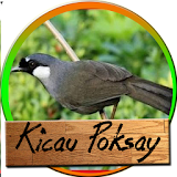 Chirping Poksay Masteran icon
