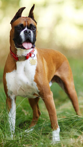 Boxer Dog Wallpaper Screen 2