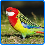 Parrot HD Wallpapers icon