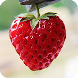 Strawberry HD Live Wallpaper icon