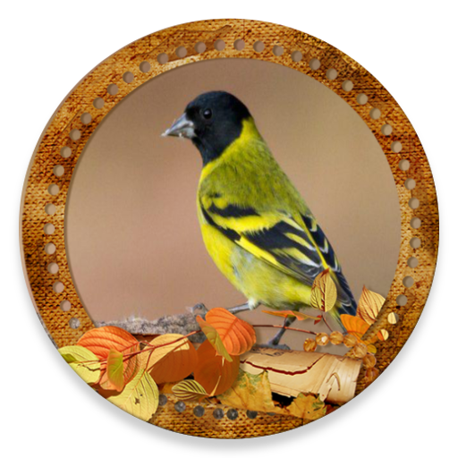 Cantos Pintassilgo SongsBirds