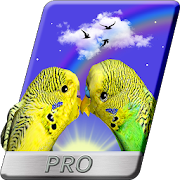 PRO Parrots 3D Live Wallpaper Love Birds