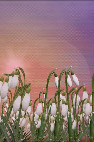 Snowdrops Lite Screen 3