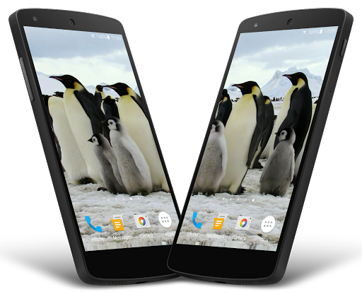 Android application Penguins Video Live Wallpaper screenshort