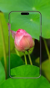 Closeup Lotus Bud Wallpaper