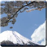 Sakura Blossom Live Wallpaper icon