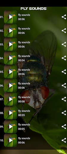 fly sounds Screen 2