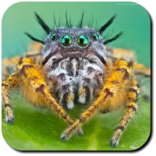 Spider Wallpapers 2.6 Icon