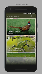 Pheasant Sounds