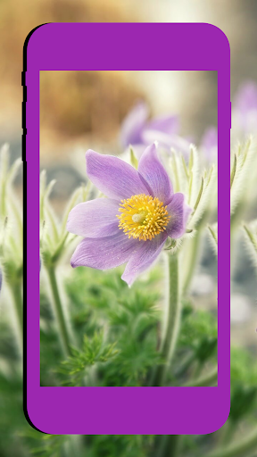 Macro Nature Wallpaper HD