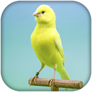Top 27 Personalization Apps Like Canary Bird Sounds & Singing - Best Alternatives