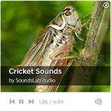 Cricket Sounds icon