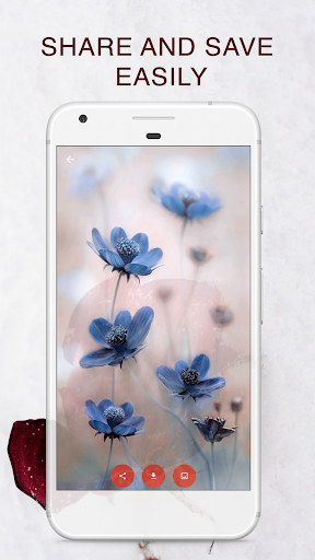 rose hd wallpapers 1080p