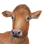 My Cattle Manager - Farm app Apk
