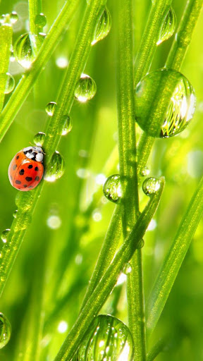 Android application Water Drop screenshort
