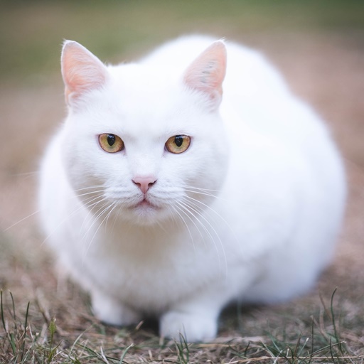 Cute Cat Wallpapers 2023 logo