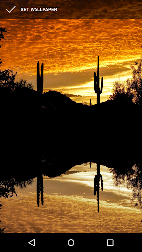 Prickly Cactus Wallpapers Screen 2