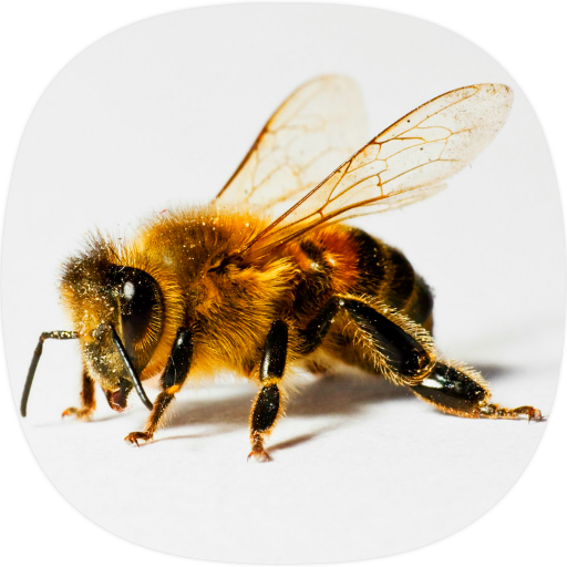 Bee Sounds logo