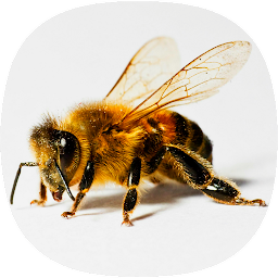 Icon image Bee Sounds