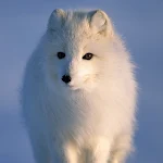 Cover Image of Descargar Arctic Fox Wallpaper HD 1.0 APK
