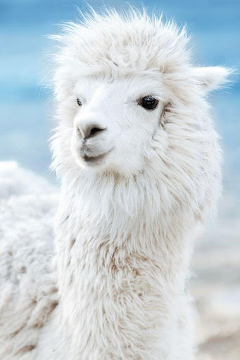 Android application Llama sounds screenshort